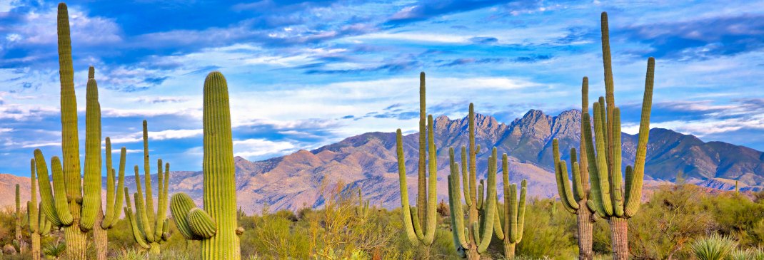 Wüstenlandschaft bei Phoenix, Arizona